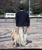 狗狗和男人的神仙日子
