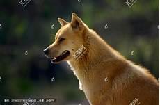 土狗幼犬图片