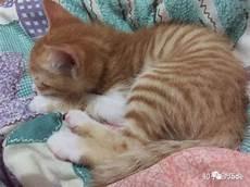 抓流浪猫最有效的方法