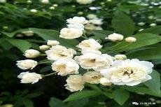 木香花什么时候开花