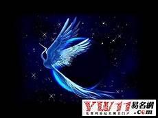 美人天下青鸾是狐狸吗