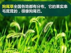 大树和小草的童话故事