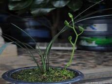 紫秀寒兰有香味吗
